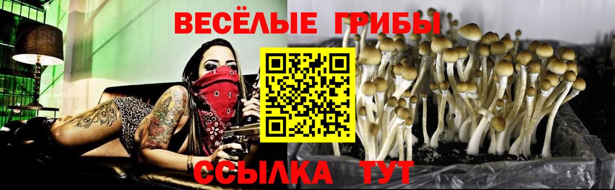 Псилоцибиновые грибы ЛСД Камышлов